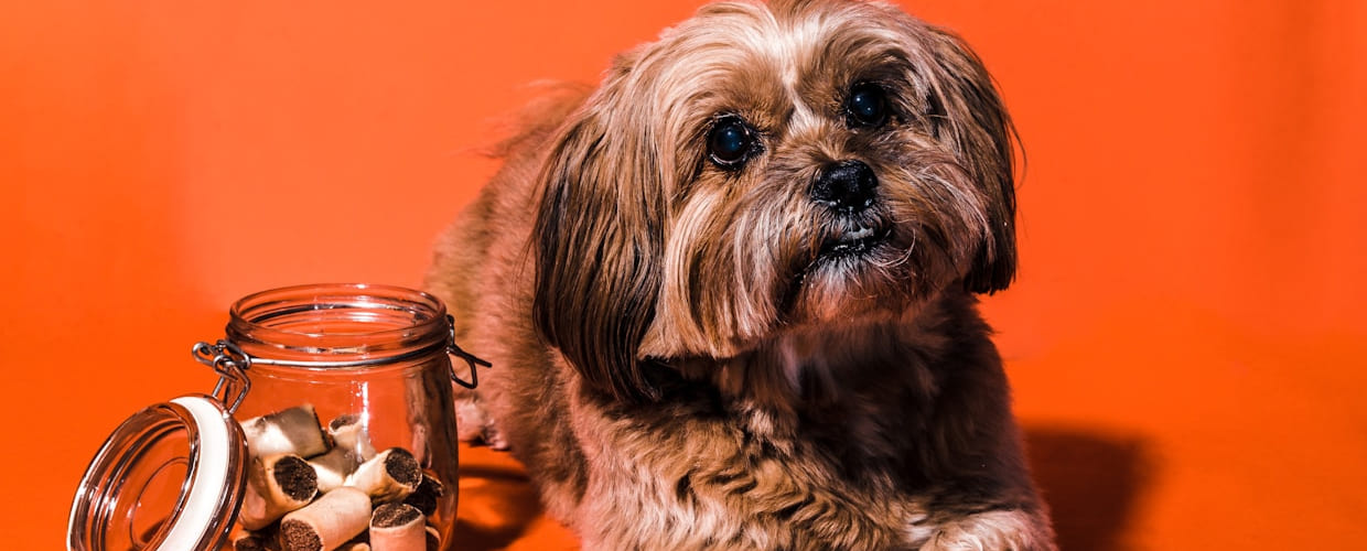 Kidney Care Dog Food: Helping Your Dog Live Comfortably