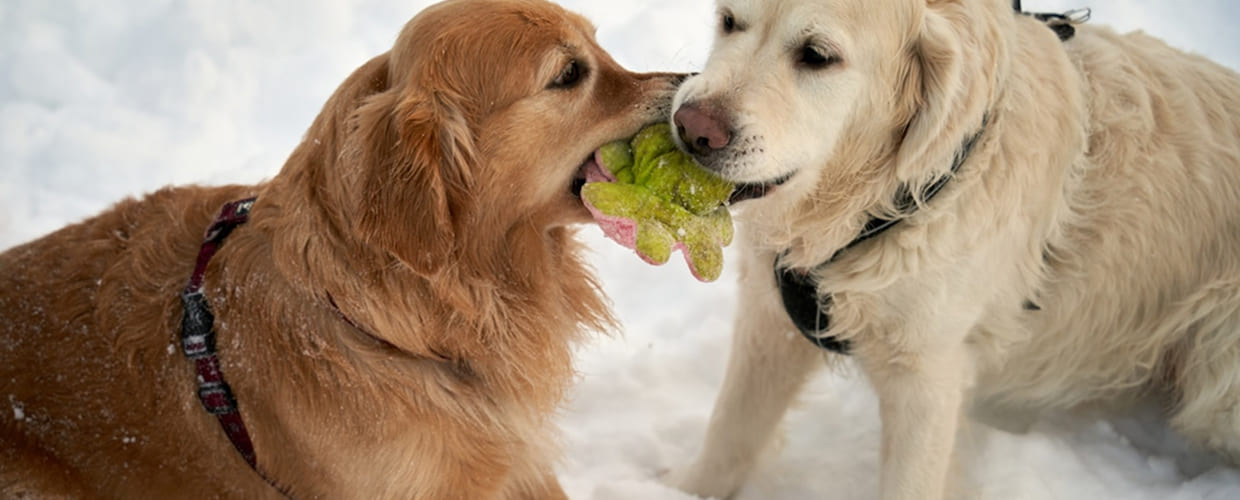 Healthy Diet for Dogs: A Simple Guide to Feeding Your Dog