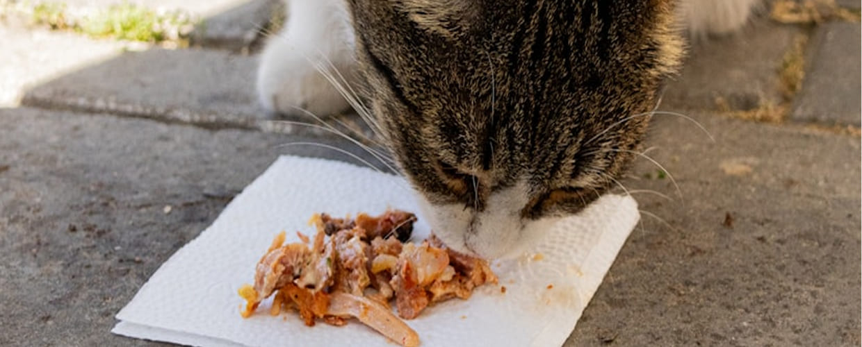 Cat Supplements for Homemade Food: Homemade Meals