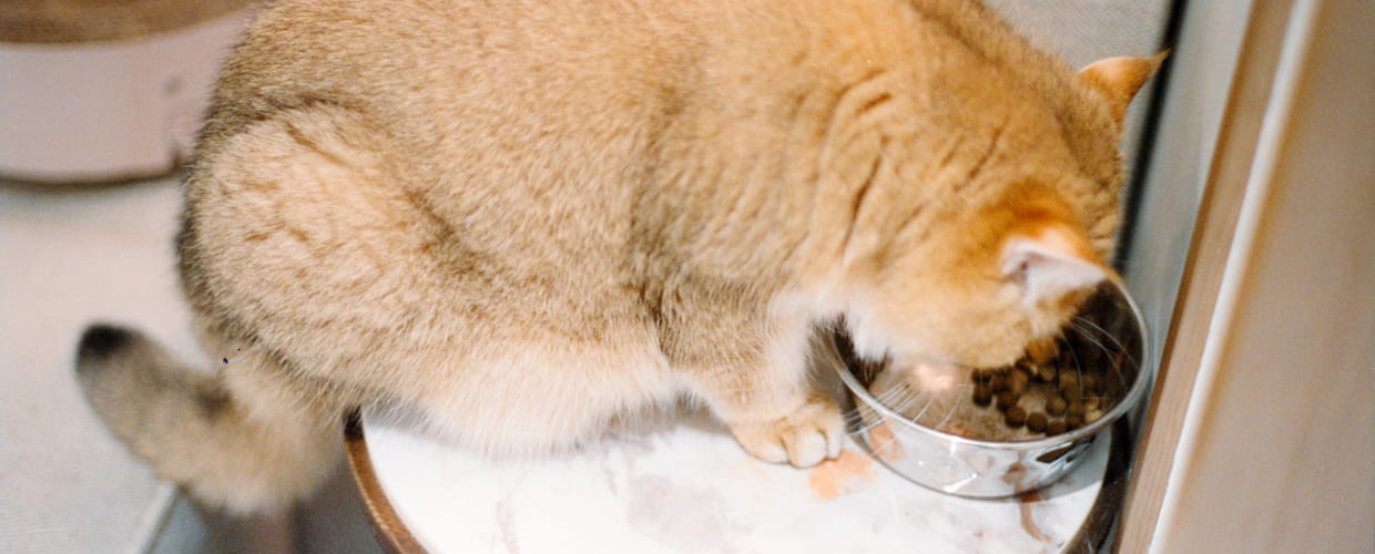 Cat Supplements for Weight Gain: Your Cat Reach a Healthy