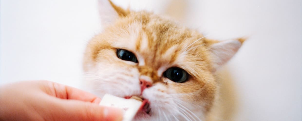 Cat Supplements for Arthritis: Cat’s Joints and Comfort