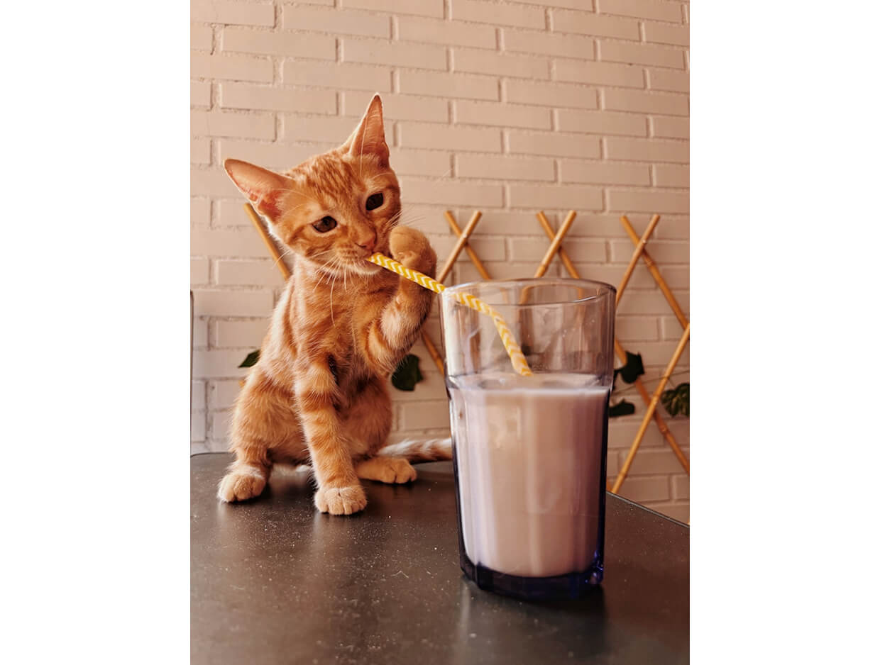 Can You Give Cats Milk? The Truth Every Cat Owner Needs to Know