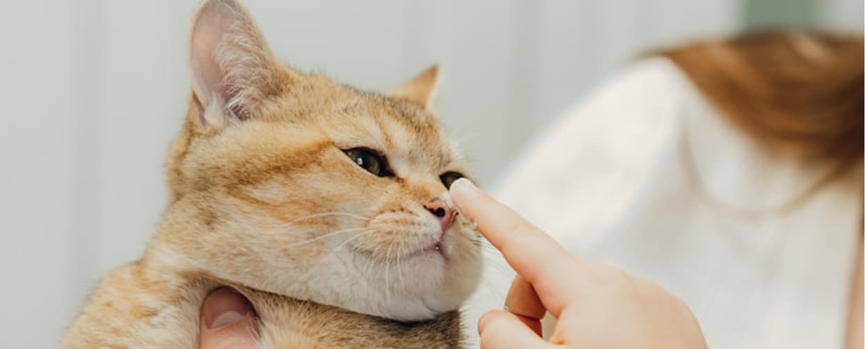 Cat Supplements for Itchy Skin: Your Cat Feel Comfortable