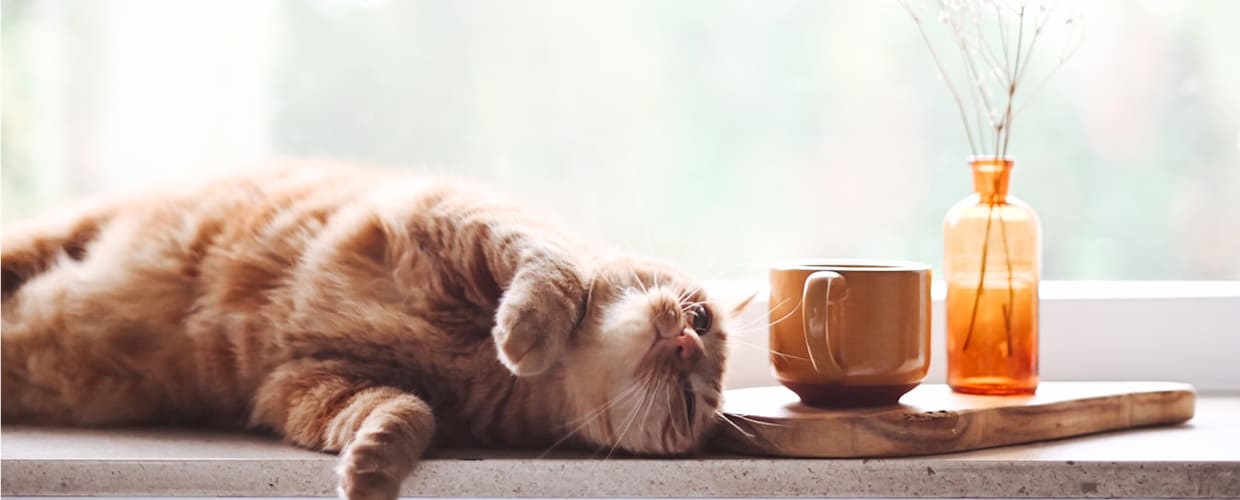 Calming Cat Supplements: Cat Feel Safe, Relaxed, and at Ease