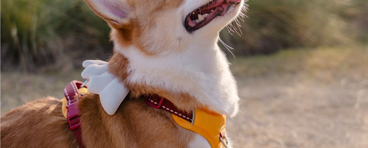 Dog Behavior Collar Guide: Training Better Habits