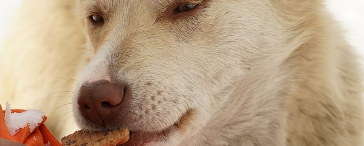 Best Dog Nutrition Supplement: Dog’s Health at Every Life