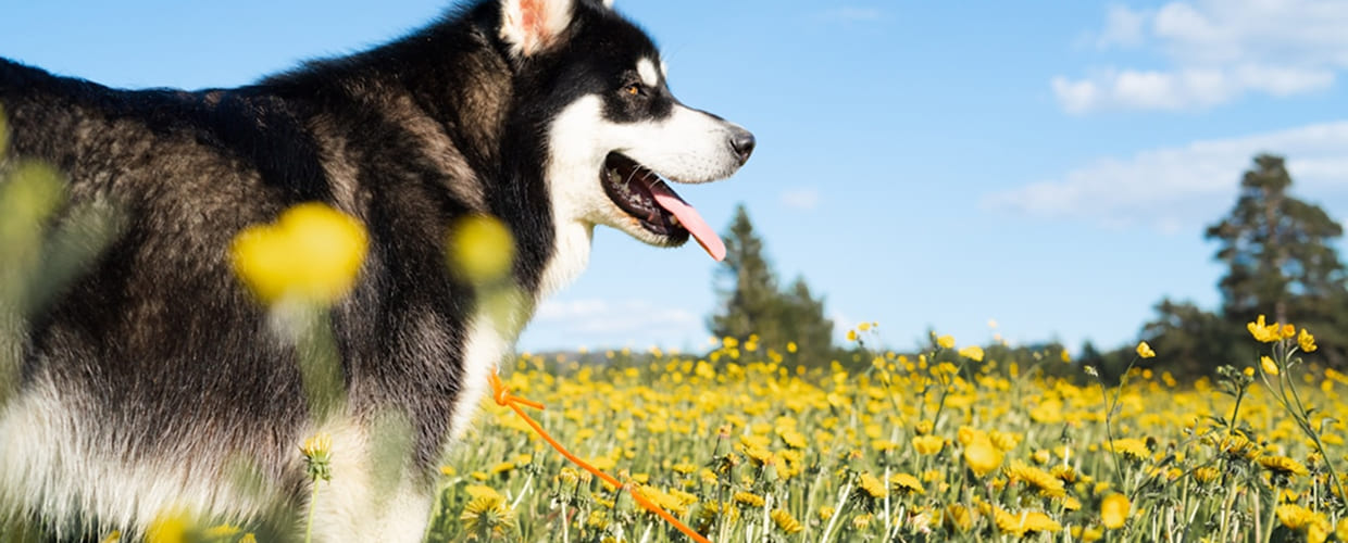 Best Allergy Supplements for Dogs: Pup Find Lasting Itch Relief