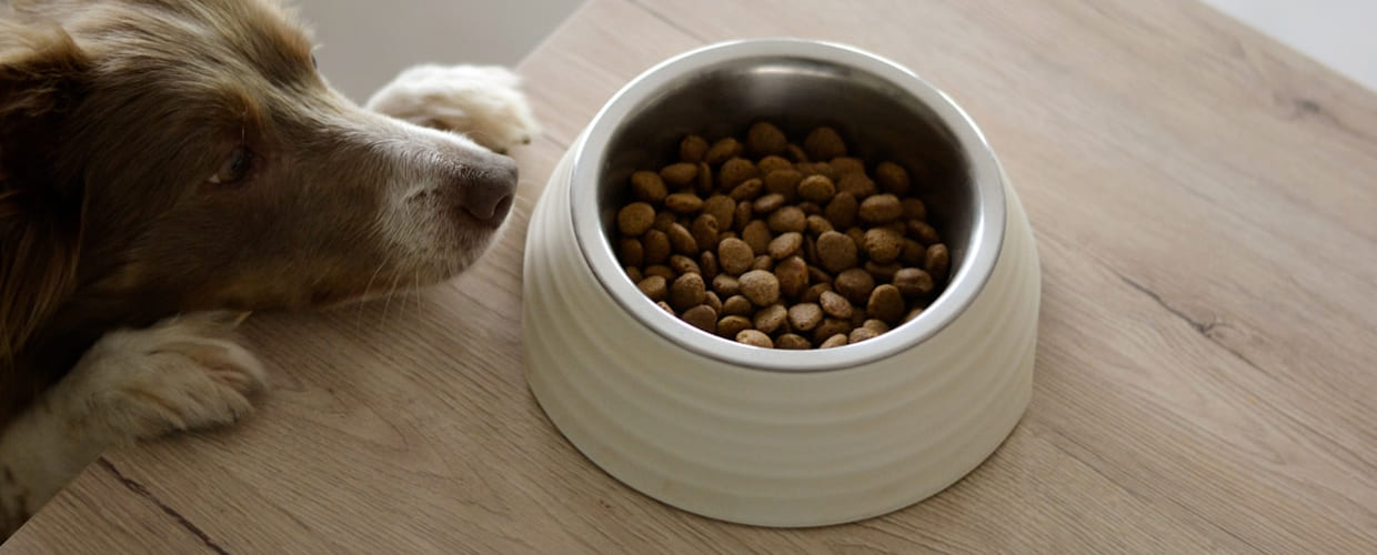 Best Dog Food for Urinary Health: Dog’s Bladder the Right