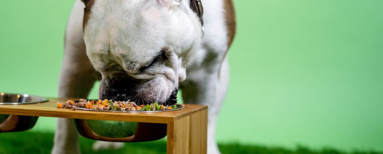 Best Digestive Dog Food: Dog’s Sensitive Stomach