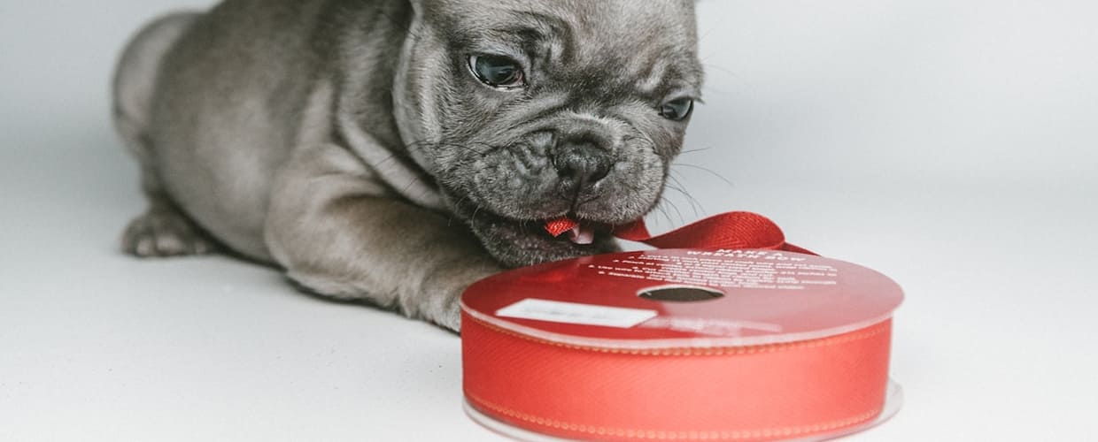 Best Heartworm Meds for Dogs: Protect Your Pet All Year Long