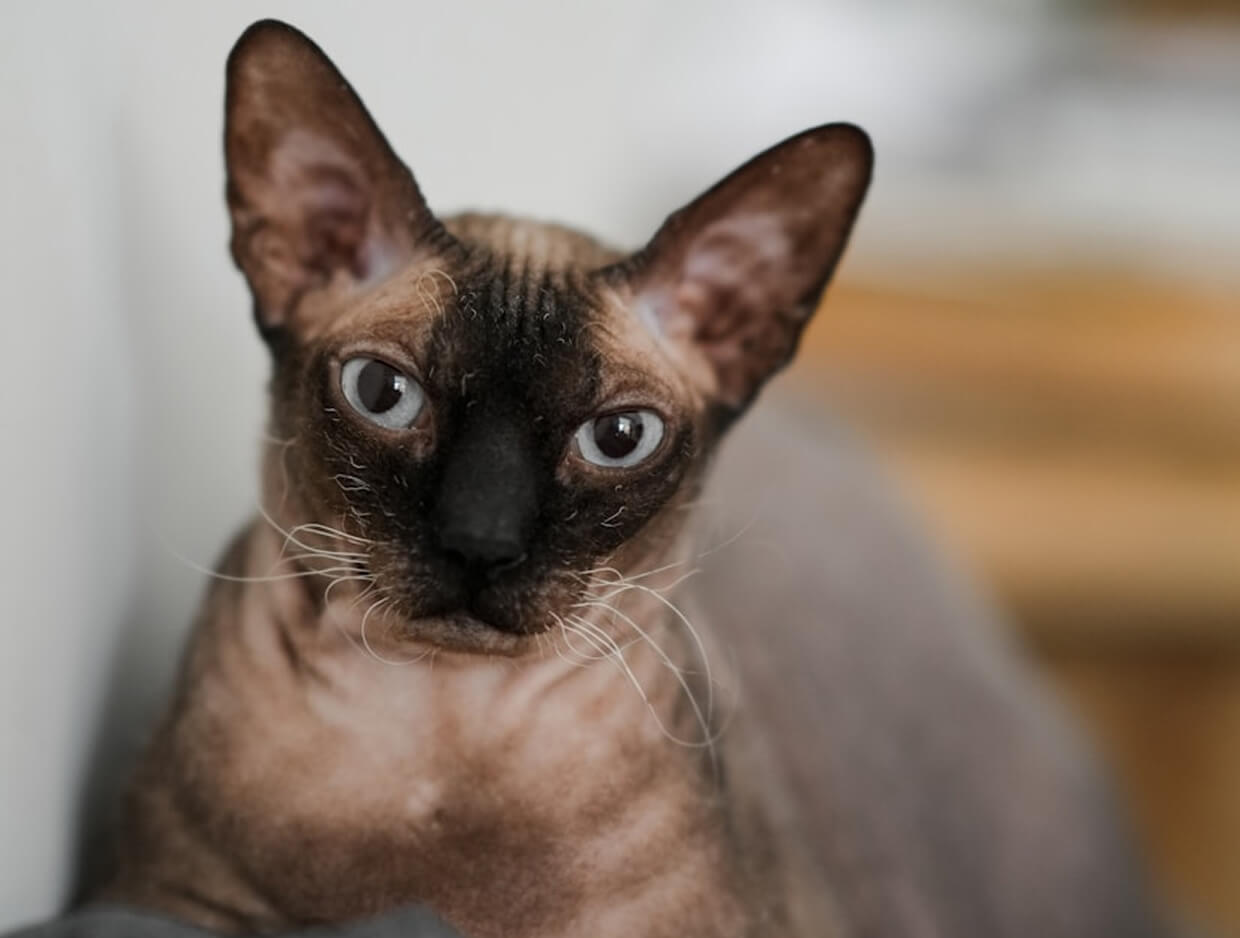 Hairless Cat Adoption: Important Tips for Bringing Home a Baldy