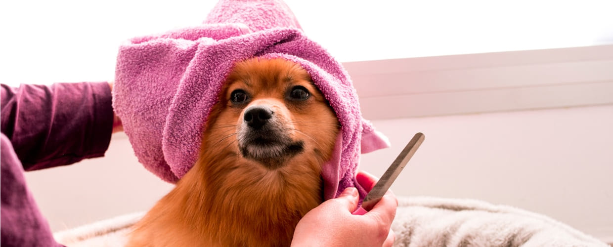 Best Flea Treatment for Dogs: Pup Comfortable and Protected