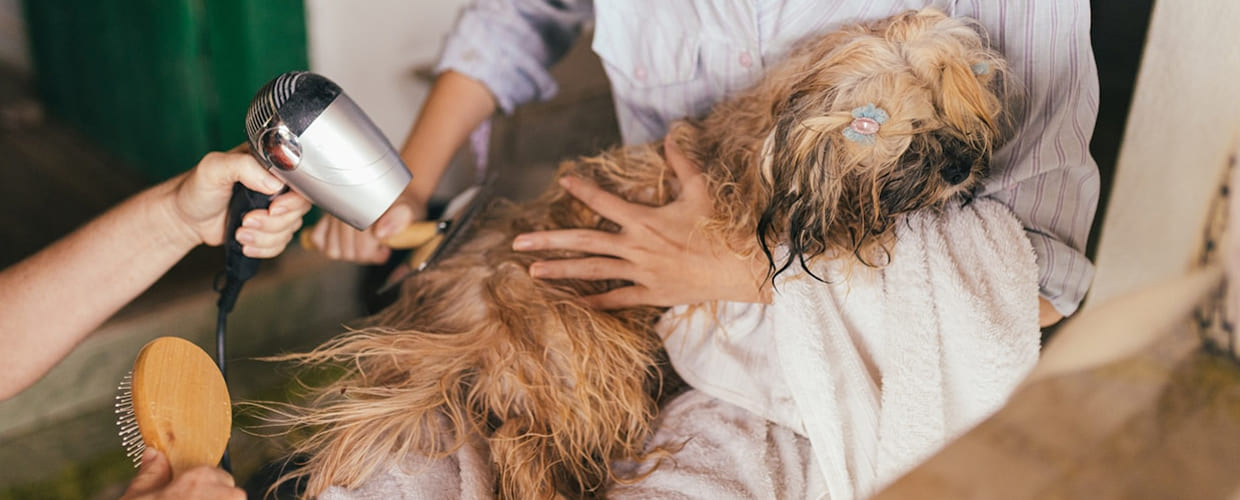 Best Flea and Tick Meds for Dogs: Protect Your Dog All Year