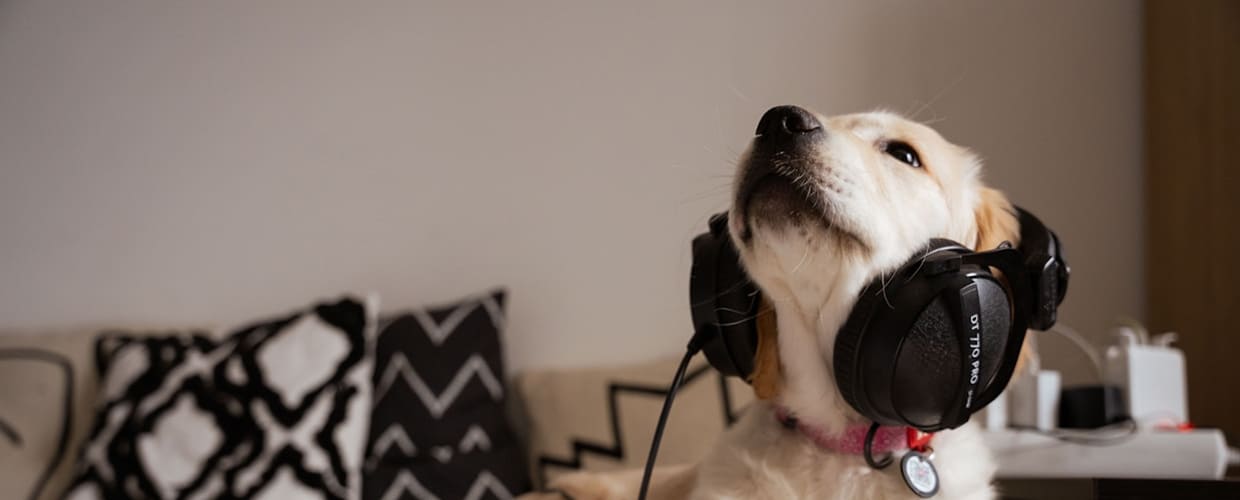 Best Ear Drops for Dogs: Soothe Itchy Ears and Prevent Infections