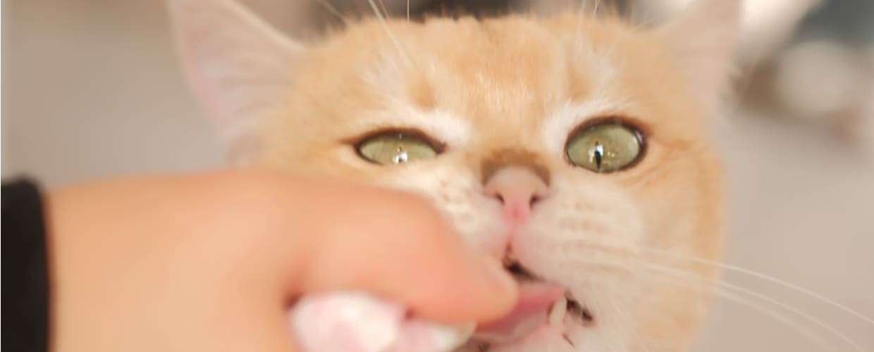 Best Cat Antibiotics: Common Feline Infections