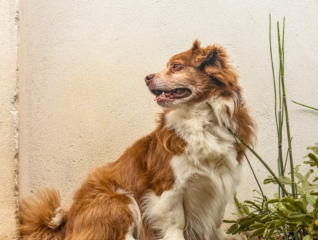 Hairless 8 Calm Dog Breeds for Peace and Quiet: A Guide to Low-Maintenance, Low-Noise Pups