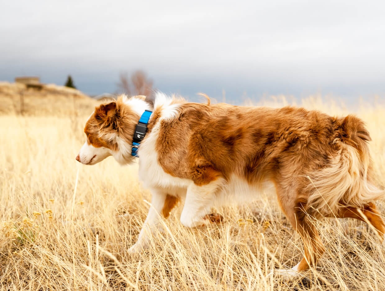 Rocky Mountain Spotted Fever in Dogs: Symptoms, Causes, and How to Protect Your Pet