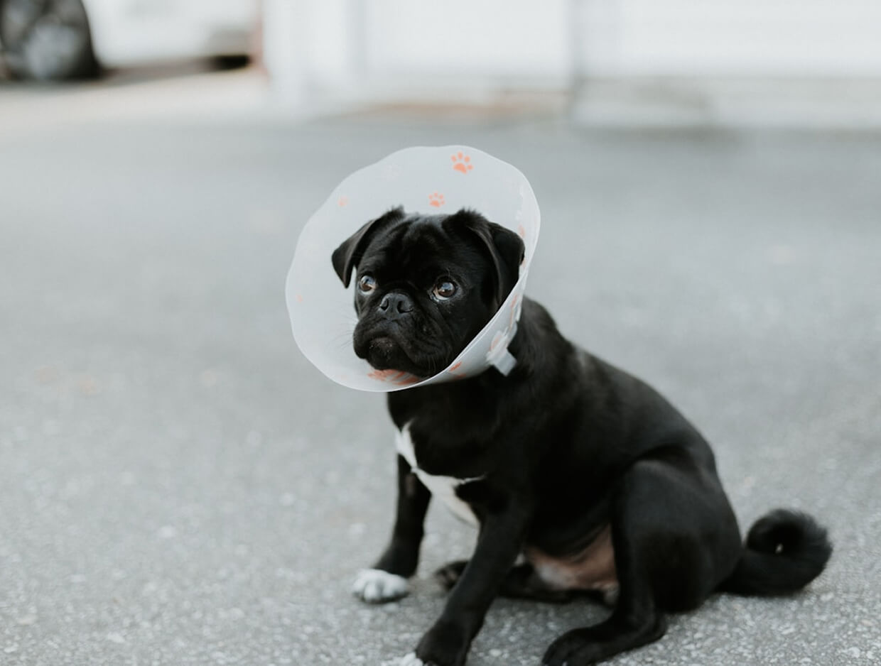 Why Is My Older Dog Having Accidents? Causes, Solutions & When to Worry