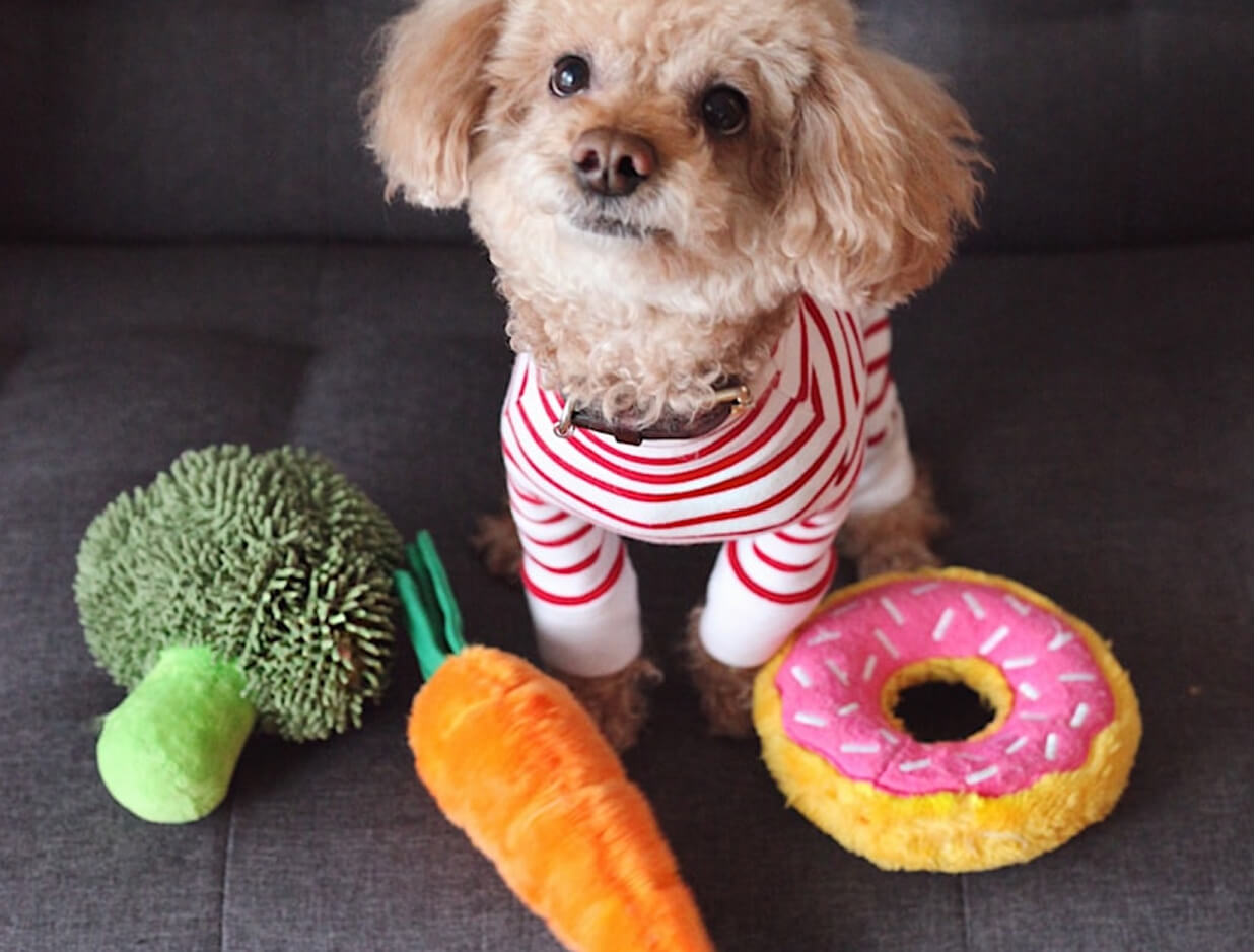 Switching Dog Food: Tips and Recommendations for a Smooth Transition