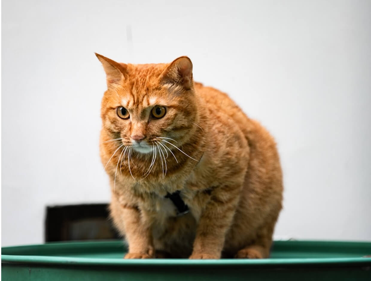 Can You Train a Cat? Practical Tips That Actually Work for Everyday Pet Owners