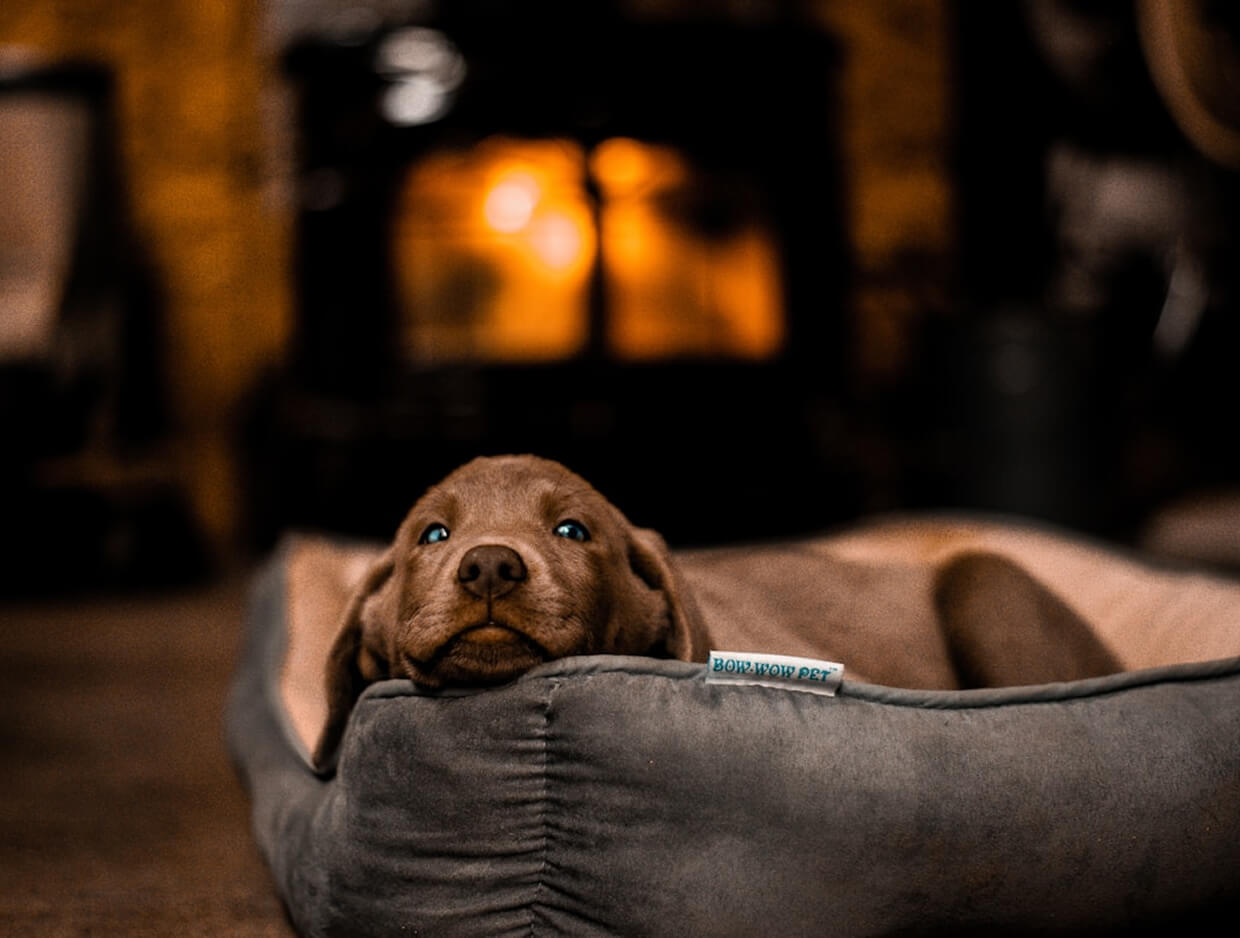 Hot Spots on Dogs: Causes, Treatment & Prevention Every Pet Owner Should Know