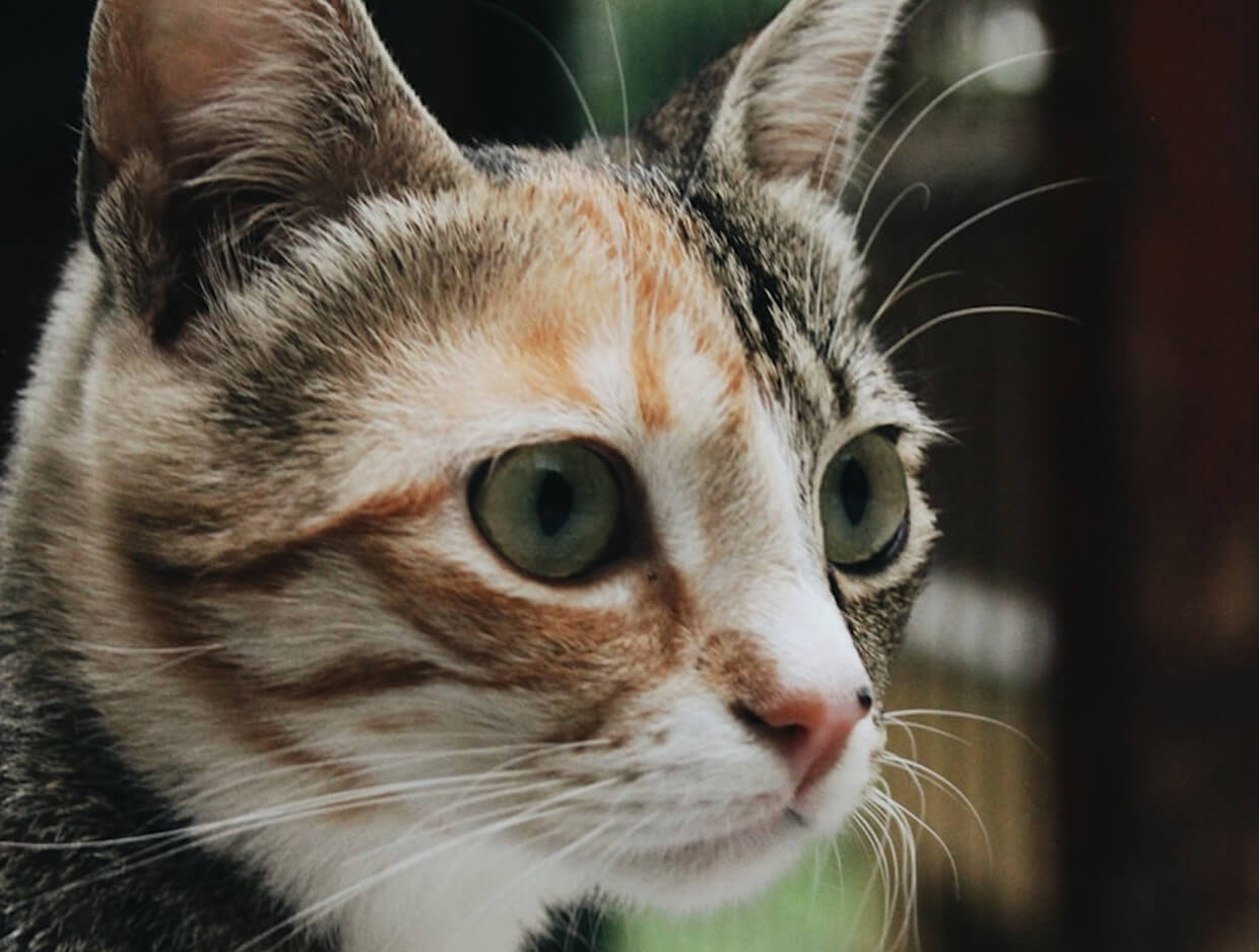 Doxycycline for Cats: Uses, Dosage, Side Effects, and Safety Tips Every Pet Owner Should Know