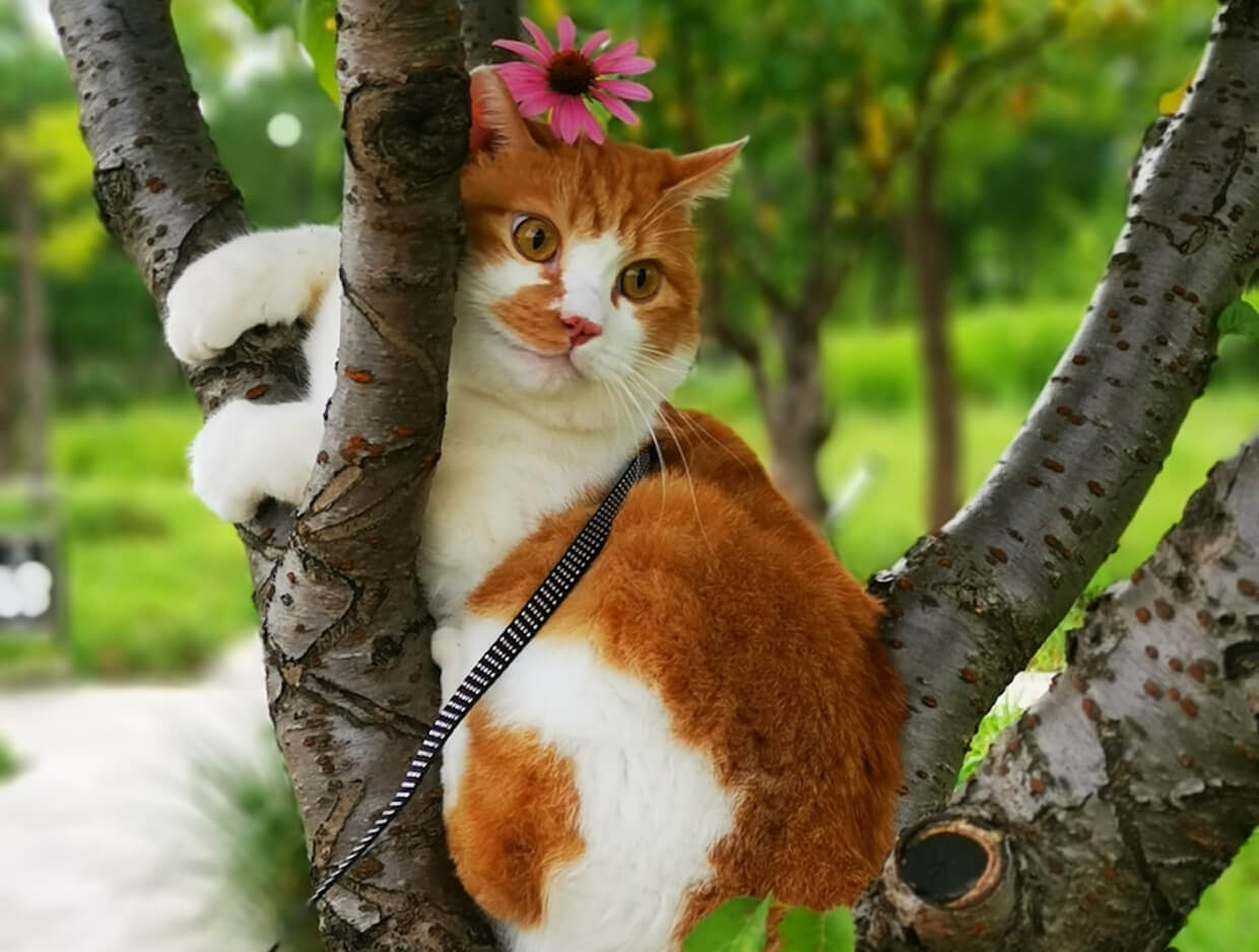 Why Do Cats Like Catnip? The Fun Science Behind Your Cat’s Favorite Plant