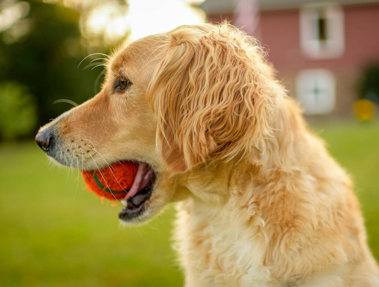 Four Proven Methods to Help Your Dog Fear Bust: Simple Ways to Build Confidence