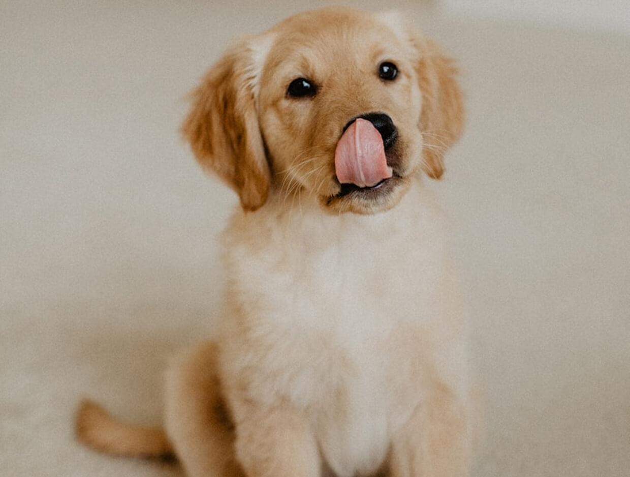 10 Hidden Signs Your Dog Is Stressed Out (And How to Help Them Feel Better)