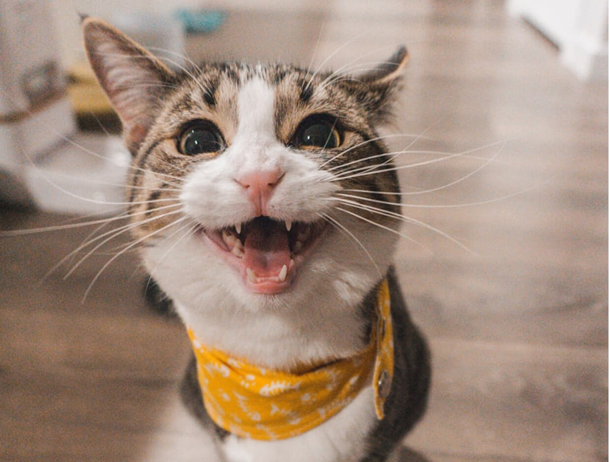 Why Does My Cat Lick Me? 7 Real Reasons Behind This Furry Habit