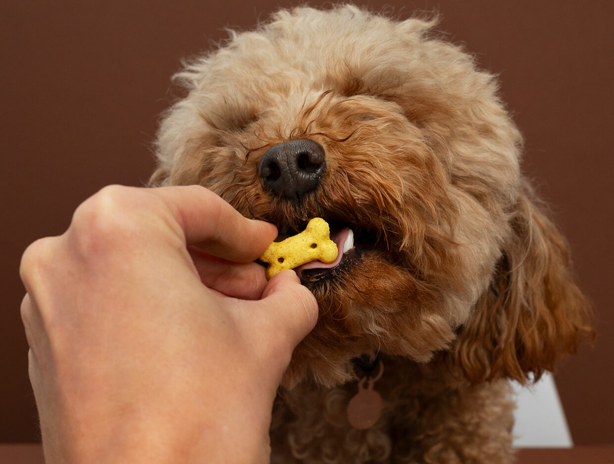 How to Choose the Best Hip and Joint Supplement for Dogs to Support Long-Term Mobility