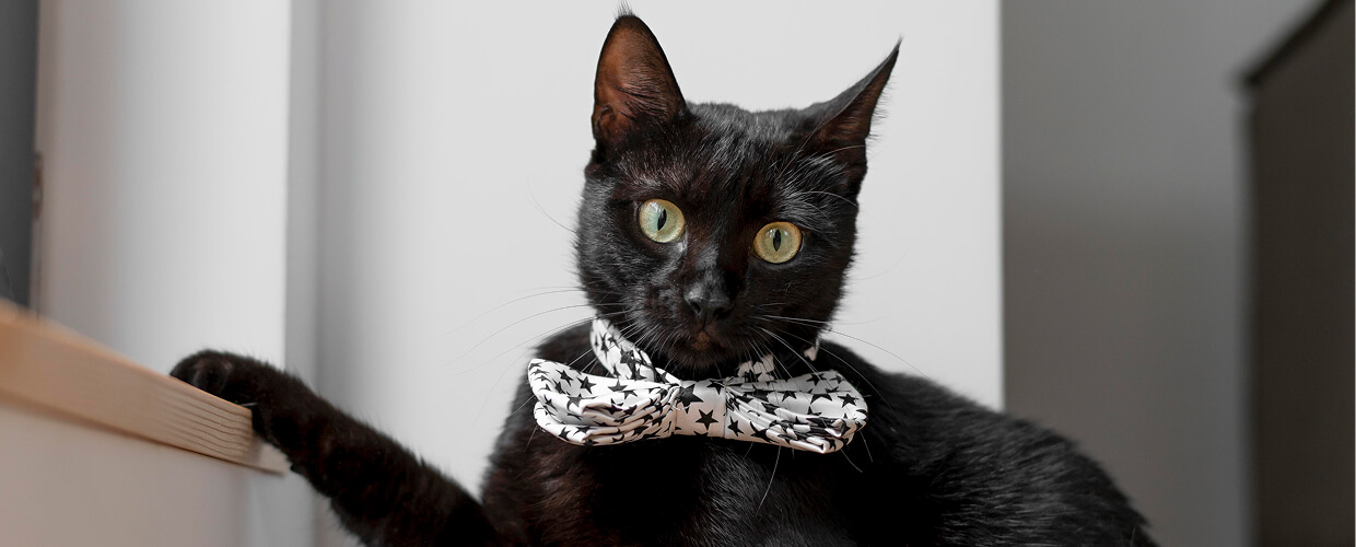 Black Cat Breeds: A Friendly Guide to These Mysterious and Loving Cats