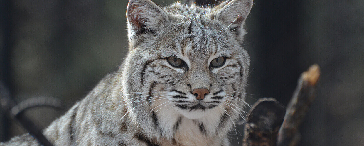 Big Cat Breeds: A Pet Parent’s Guide to Large, Lovable Cats