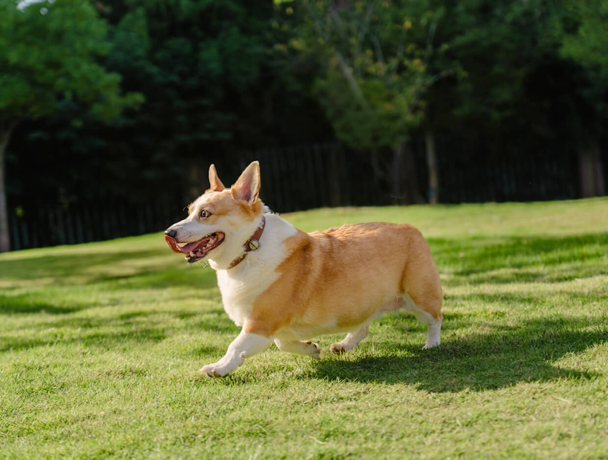 How to Handle Ear Mites in Dogs — What Every Pet Owner Should Know