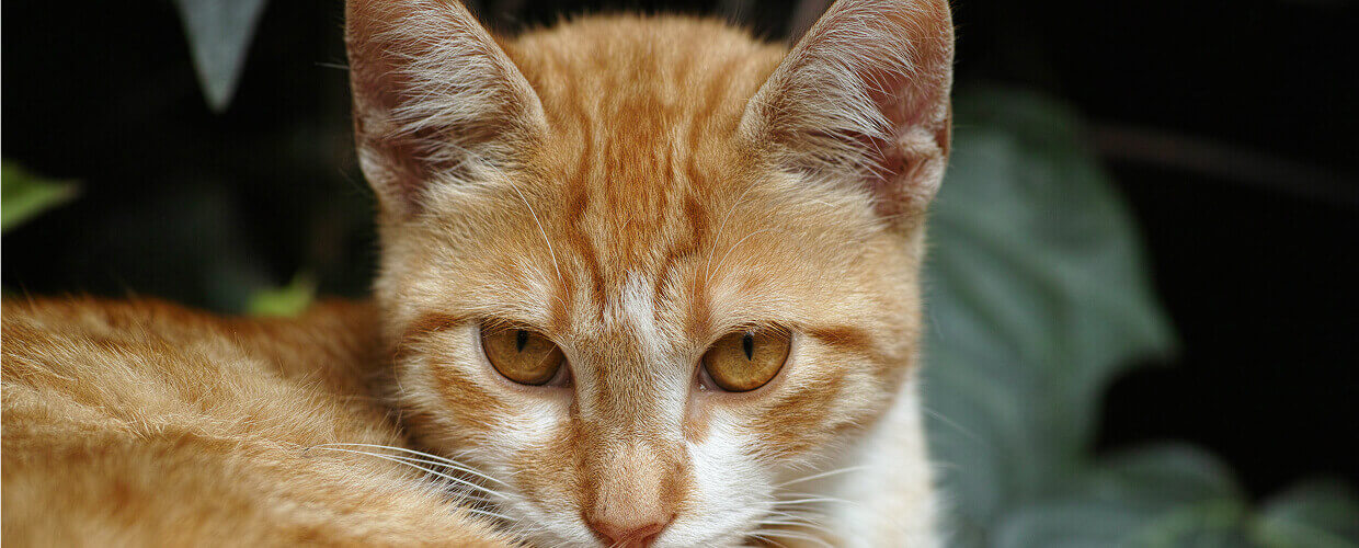 Orange Cat Breeds: A Pet Parent’s Guide to Ginger Cats and Their Unique Charm